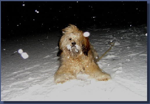 Nima Januar 2007 im Schnee